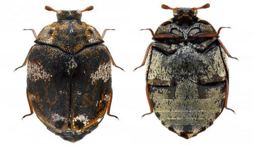 Anthrenus angustefasciatus
